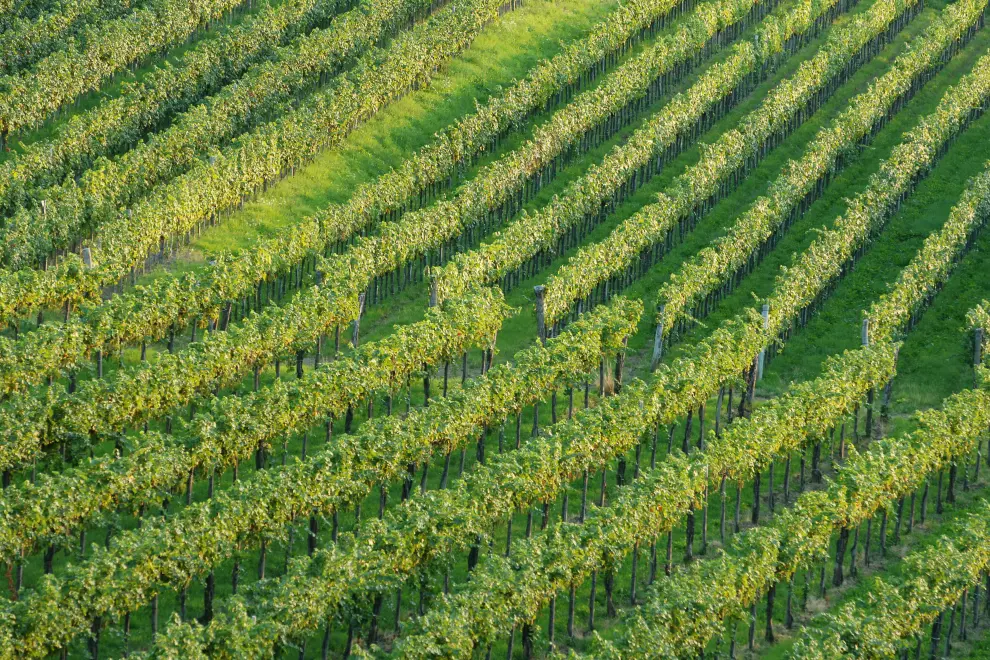 A vineyard. Photo: Domen Grögl/STA
