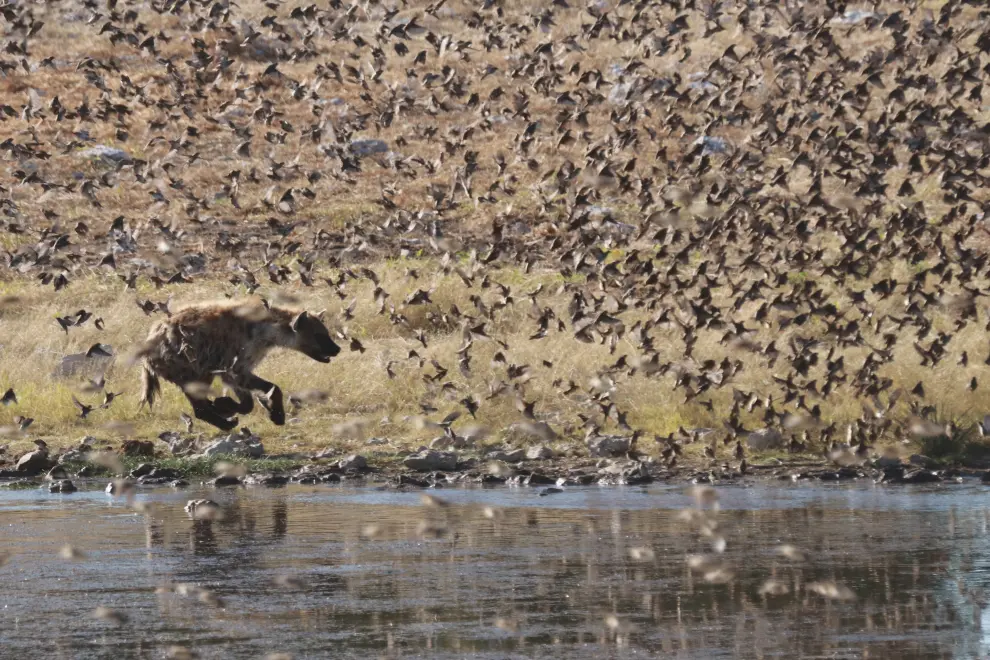 Hyena hunts on red-billed queleas in Namibia. Photo: Biotechnical Faculty of the University of Ljubljana