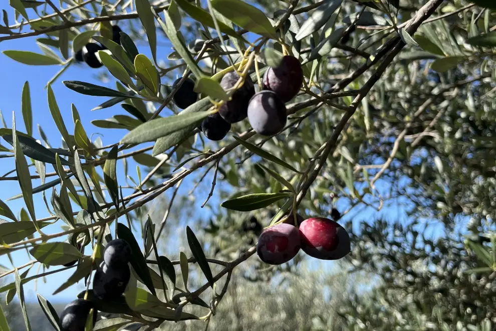 An olive tree. Photo: Veronika Vidmar/STA