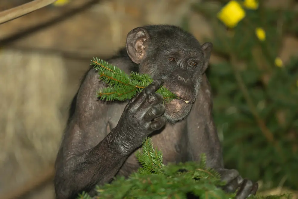 Chimpanzee Mojca, the Ljubljana Zoo's oldest resident, passes away. Photo: ZOO Ljubljana