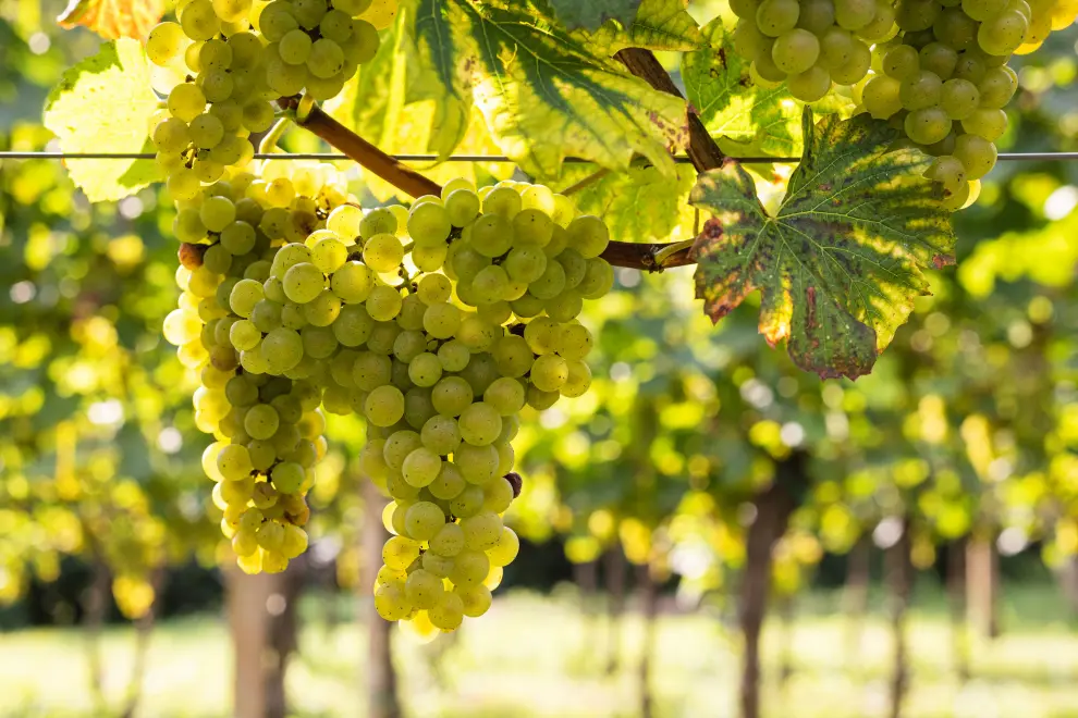 Ripe grapes in Brda, Slovenia's leading wine-making region. Photo: STA