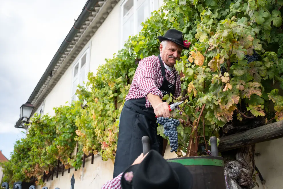 The Old Vine harvest in Maribor. Photo: Boštjan Podlogar/STA