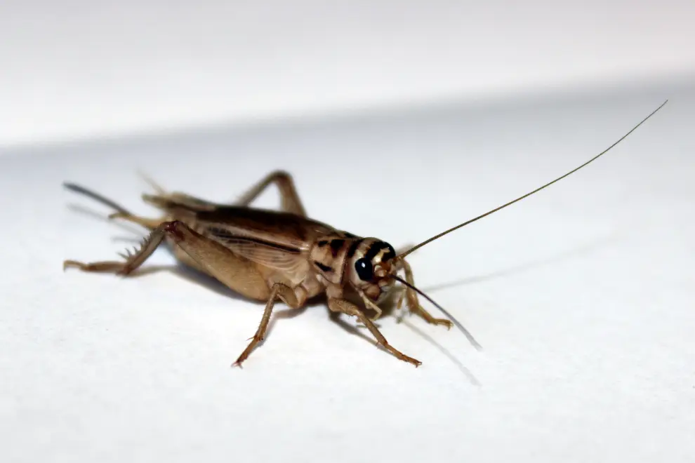 A study by Slovenian researchers reveals a complex courtship display in crickets. Photo: National Institute of Biology