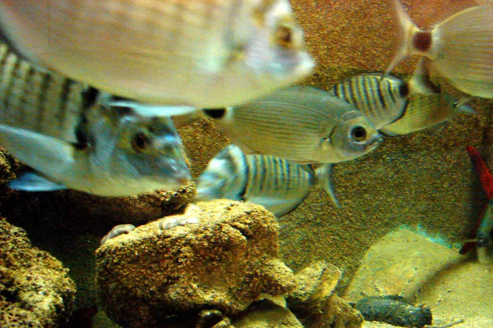 The Piran Aquarium. Photo:Kaja Kraljevic/STA