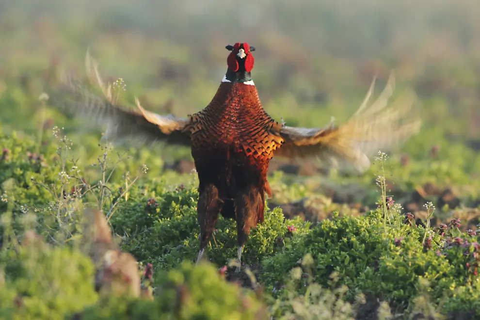 A pheasant. Photo: Xinhua/STA