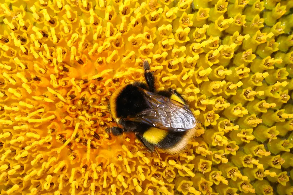 A bumblebee on a sunflower. Photo: Danilo Bevk