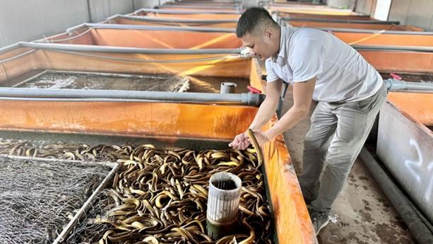 Mud-free eel farming model using composite tanks