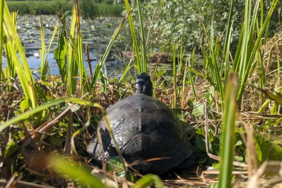 A European pond turtle. Photo: Ljubljana Marshes Nature Park