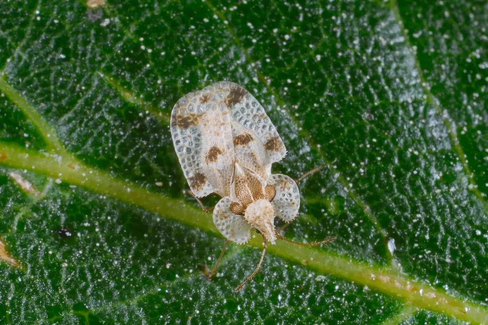 Oak lace bug. Photo: Joseph Berger, Bugwood.org/CC BY 2.5 SI