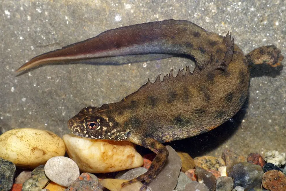 The Italian crested newt (Triturus carnifex). Photo: Marta Jakopič